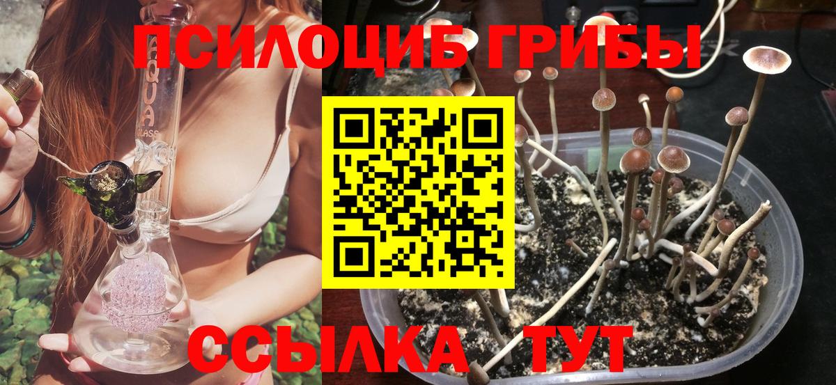 Псилоцибиновые грибы Cubensis Узловая